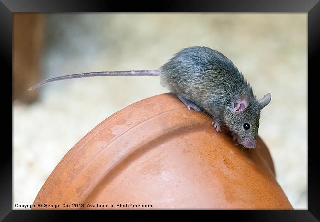 Mouse on a Pot Framed Print by George Cox