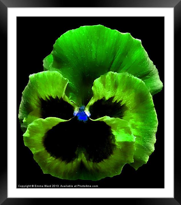 Begonia Love Collection 3 Framed Mounted Print by Emma Ward