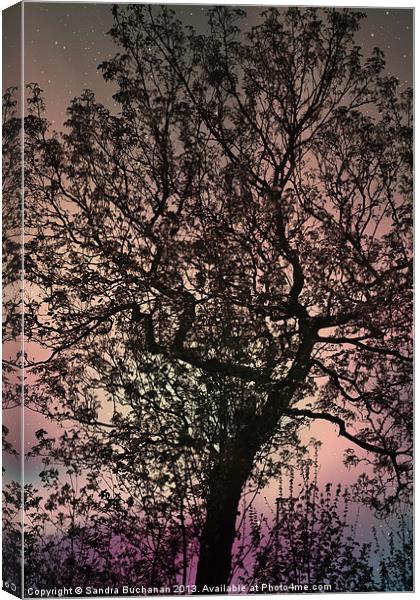 Mystical Tree Canvas Print by Sandra Buchanan