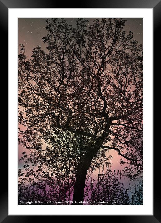 Mystical Tree Framed Mounted Print by Sandra Buchanan