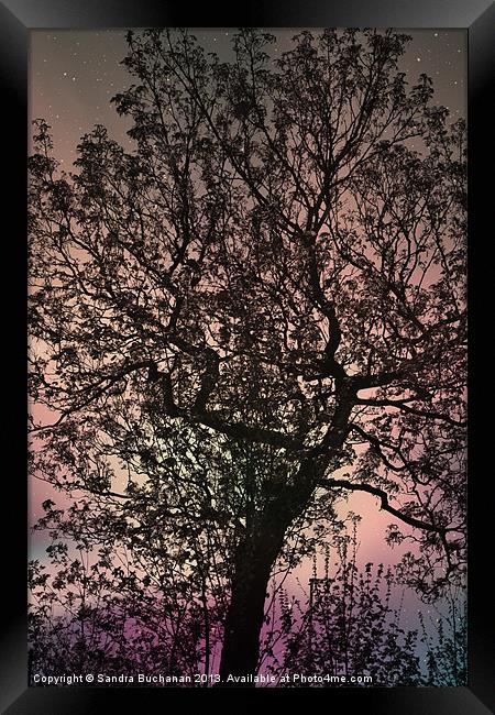 Mystical Tree Framed Print by Sandra Buchanan