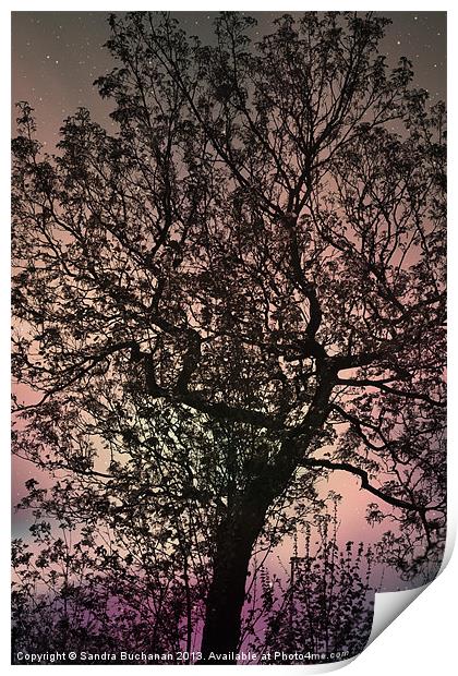Mystical Tree Print by Sandra Buchanan