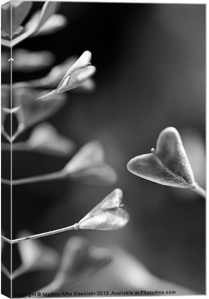 Black and white capsella Canvas Print by Martine Affre Eisenlohr