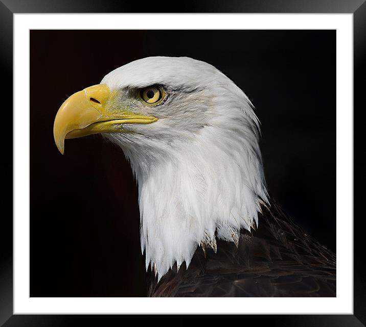 American Bald Eagle profile Framed Mounted Print by Gary Pearson