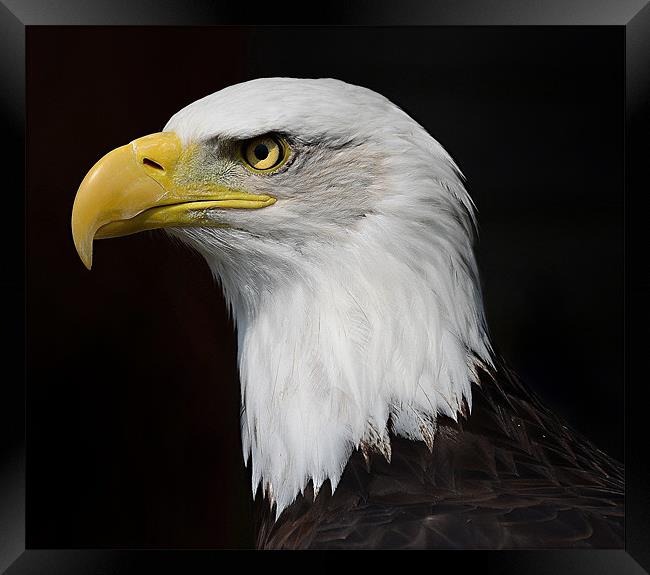 American Bald Eagle profile Framed Print by Gary Pearson