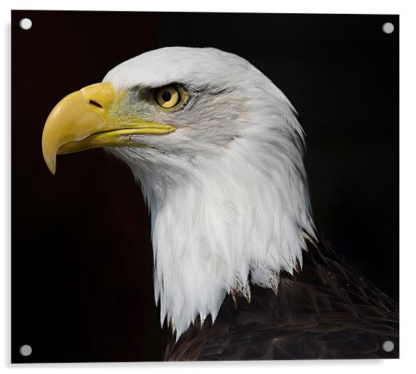 American Bald Eagle profile Acrylic by Gary Pearson
