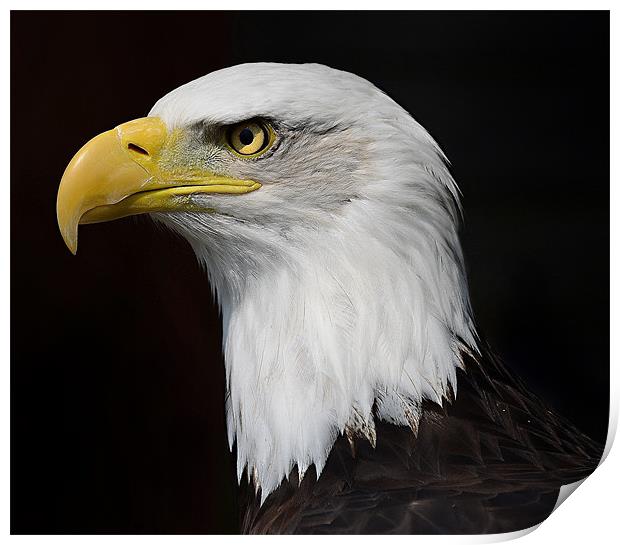 American Bald Eagle profile Print by Gary Pearson