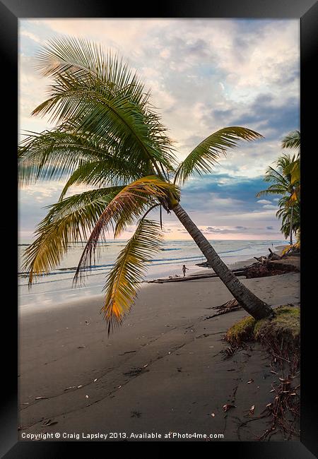 Palm tree on beach at dusk Framed Print by Craig Lapsley