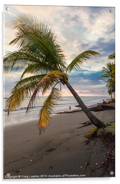Palm tree on beach at dusk Acrylic by Craig Lapsley