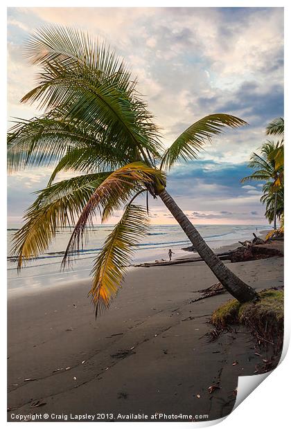 Palm tree on beach at dusk Print by Craig Lapsley