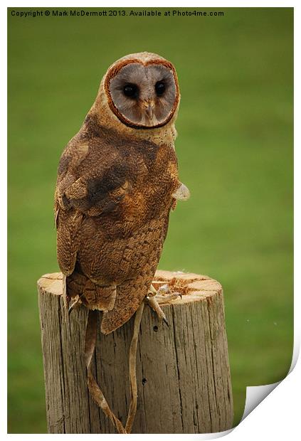 Perched Baby Owl Print by Mark McDermott