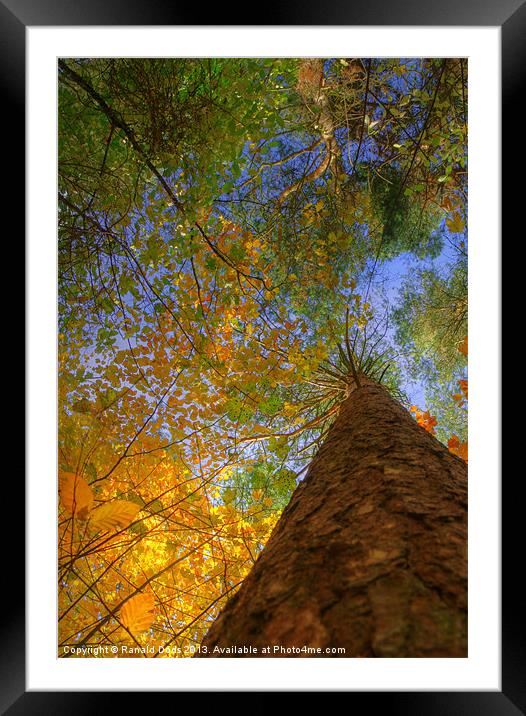 Colours of Autumn Framed Mounted Print by Ranald Dods