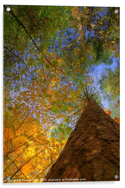 Colours of Autumn Acrylic by Ranald Dods