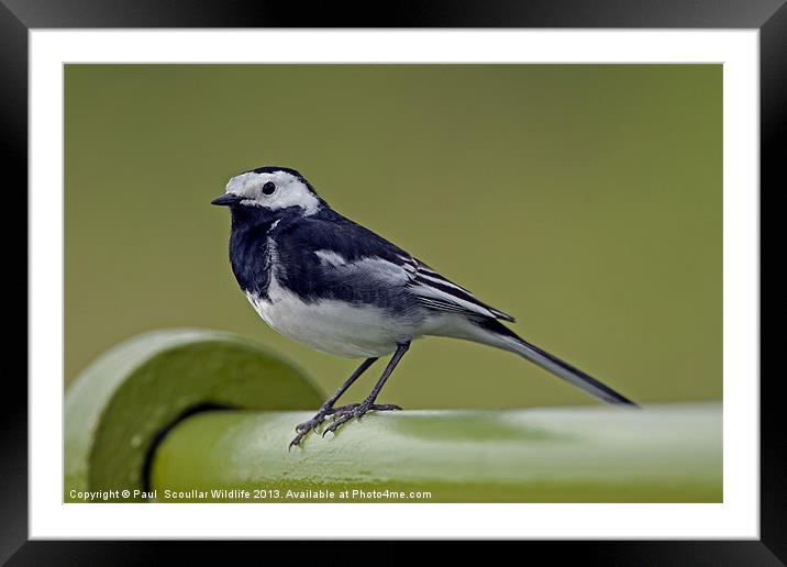 Pied Wagtail Framed Mounted Print by Paul Scoullar
