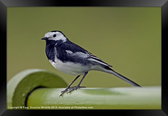Pied Wagtail Framed Print by Paul Scoullar
