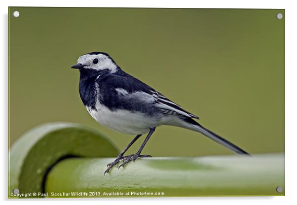 Pied Wagtail Acrylic by Paul Scoullar