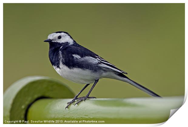 Pied Wagtail Print by Paul Scoullar