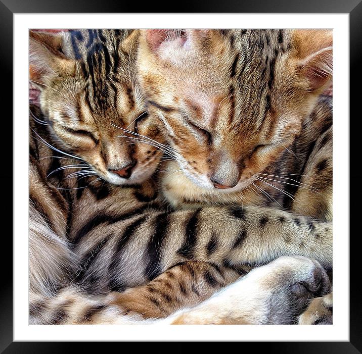 Sleeping Bengals Framed Mounted Print by Gary Pearson