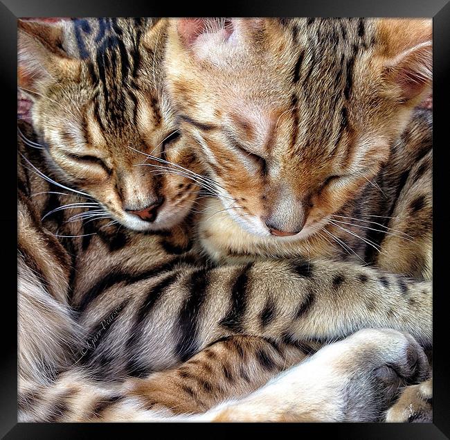 Sleeping Bengals Framed Print by Gary Pearson