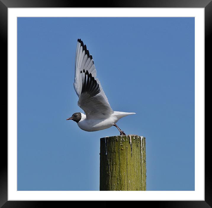 Take off! Framed Mounted Print by Gary Pearson