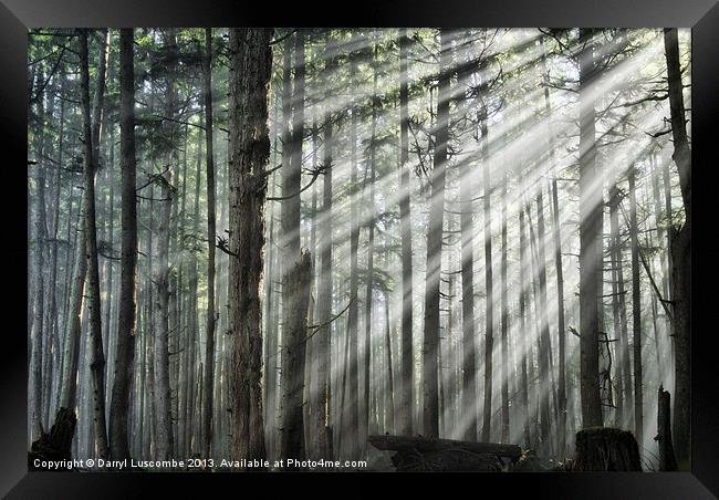 Light in the forest Framed Print by Darryl Luscombe