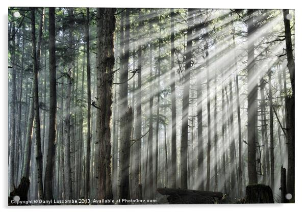 Light in the forest Acrylic by Darryl Luscombe