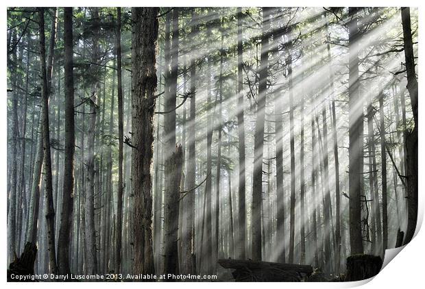 Light in the forest Print by Darryl Luscombe