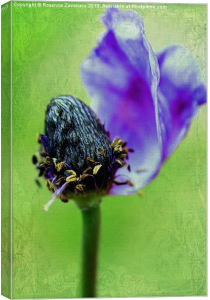 Purple Anemone. Canvas Print by Rosanna Zavanaiu