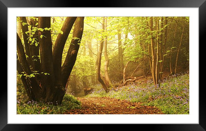 The Bluebell Dell Framed Mounted Print by Dawn Cox