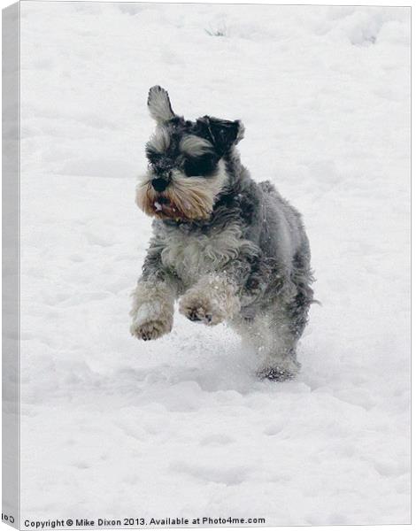 Schnauzer in the snow Canvas Print by Mike Dickinson