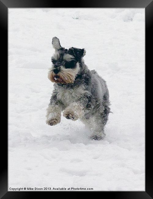 Schnauzer in the snow Framed Print by Mike Dickinson