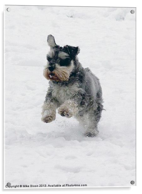 Schnauzer in the snow Acrylic by Mike Dickinson