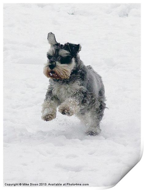 Schnauzer in the snow Print by Mike Dickinson
