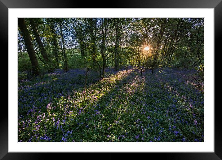 Bluebells Framed Mounted Print by James Grant