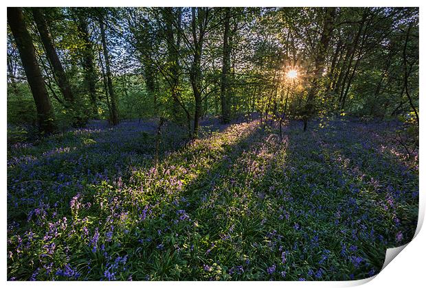 Bluebells Print by James Grant