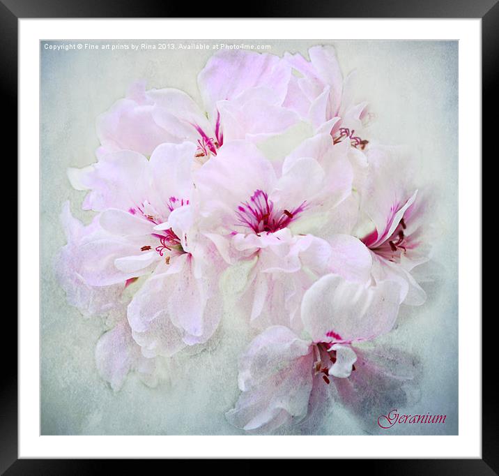 Geranium Framed Mounted Print by Fine art by Rina