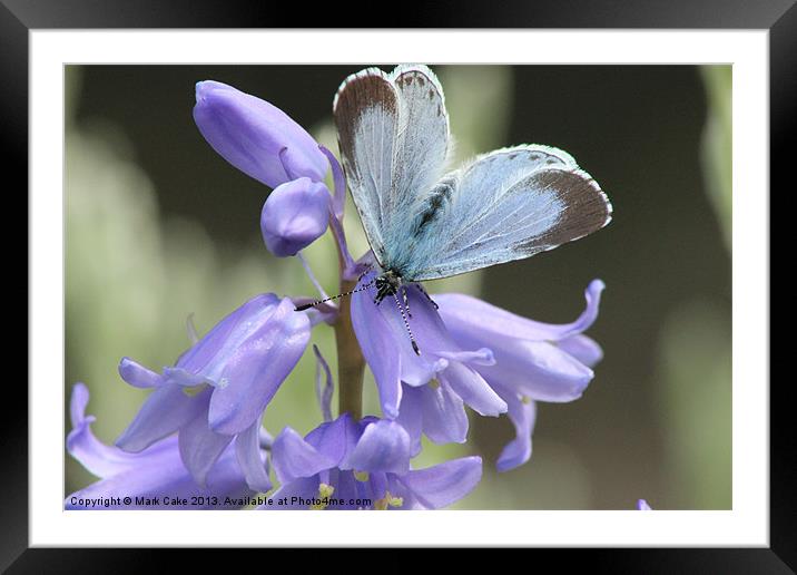 Holly Blue butterfly Framed Mounted Print by Mark Cake