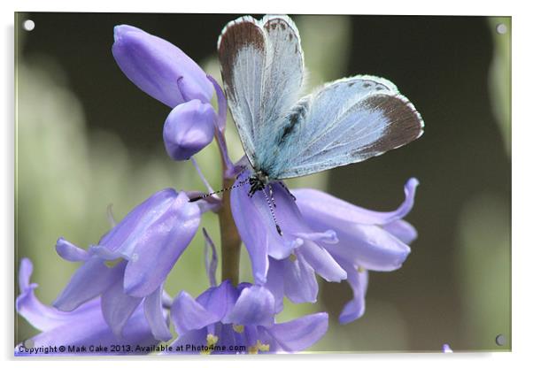 Holly Blue butterfly Acrylic by Mark Cake