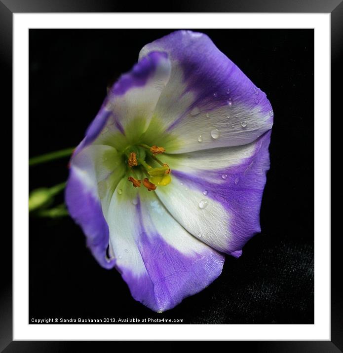 Purple & White Lisianthus Flower Framed Mounted Print by Sandra Buchanan