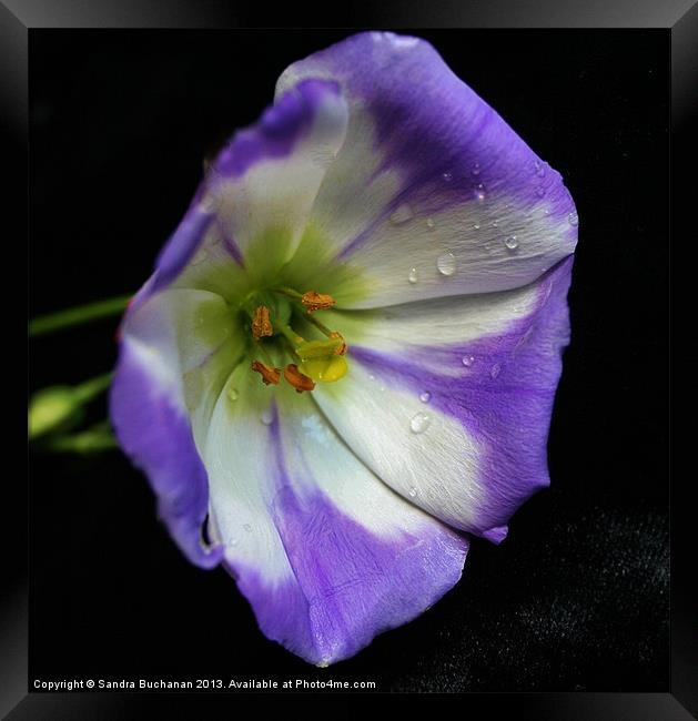 Purple & White Lisianthus Flower Framed Print by Sandra Buchanan