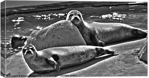 2 nosey Seals Canvas Print by Emma Ward