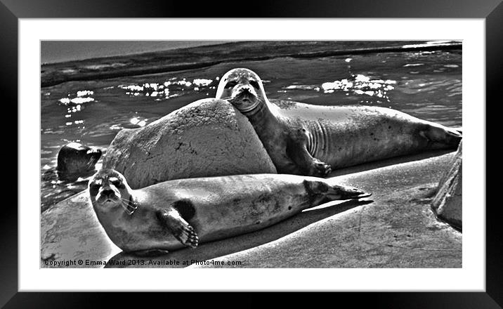 2 nosey Seals Framed Mounted Print by Emma Ward