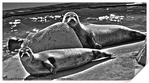 2 nosey Seals Print by Emma Ward