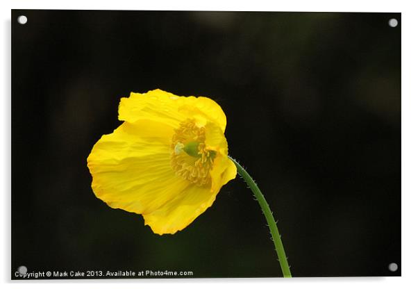 Yellow poppy Acrylic by Mark Cake