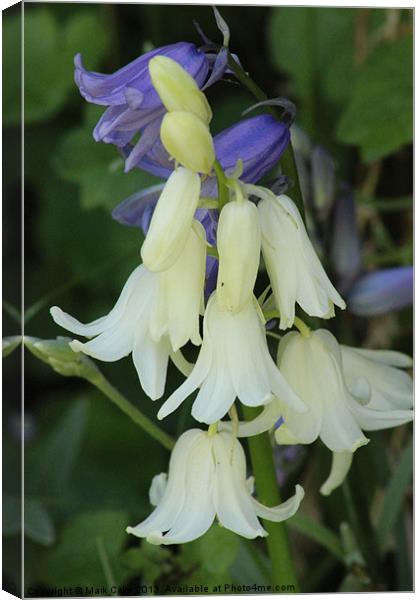 White Blue bells Canvas Print by Mark Cake