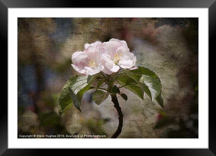 Pink Apple Blossom Framed Mounted Print by Steve Hughes