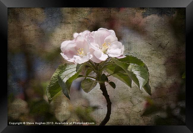 Pink Apple Blossom Framed Print by Steve Hughes