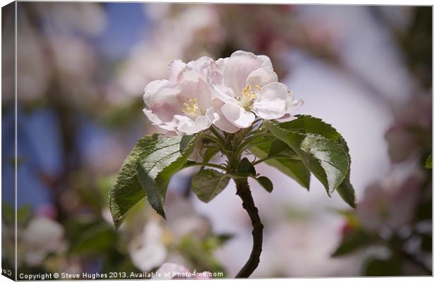 Spring Apple Blossom Canvas Print by Steve Hughes