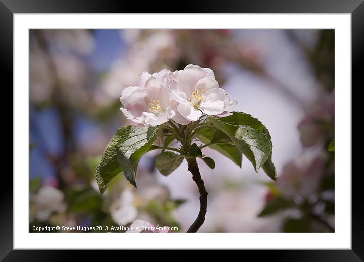 Spring Apple Blossom Framed Mounted Print by Steve Hughes