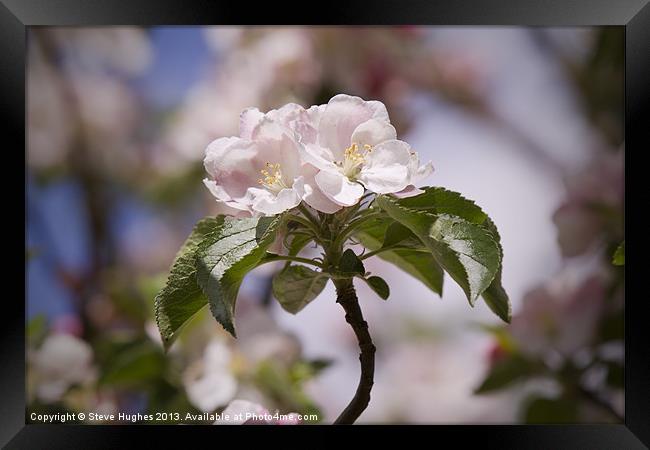 Spring Apple Blossom Framed Print by Steve Hughes
